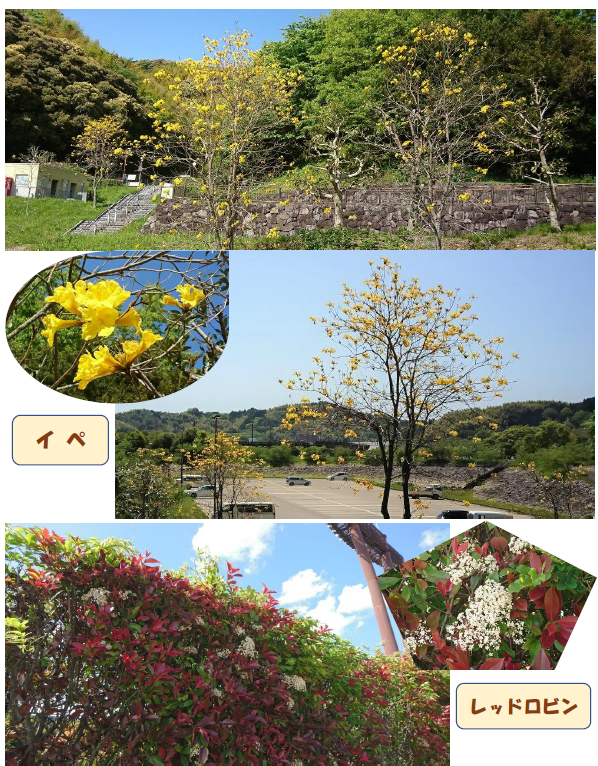 4月 5月に咲く花を紹介します