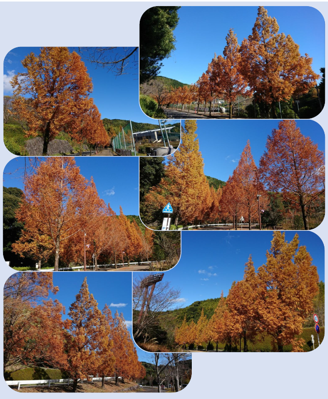 メタセコイア並木の紅葉 |