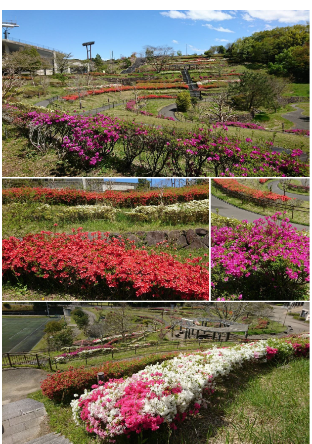 花と水のテラス」のツツジ棚✿ |