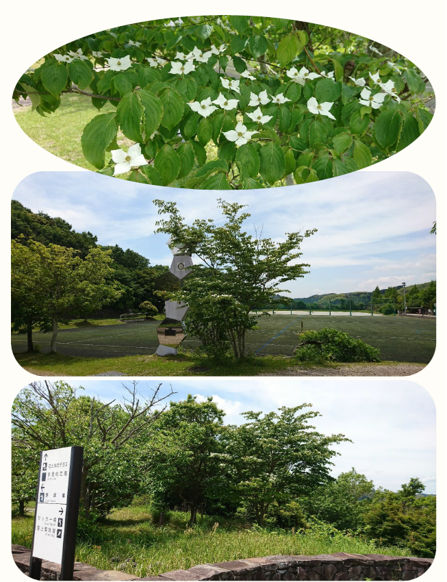 ヤマボウシ(山法師)の白い花が咲いています✿ |